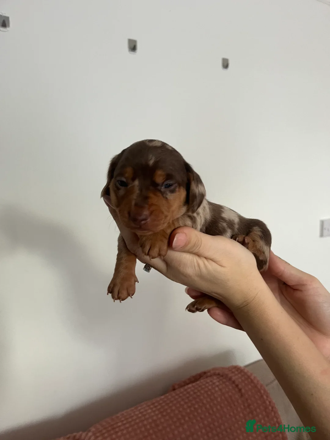 Miniature Dachshund dogs for sale: Miniature dachshund (short haired) - Advert 13