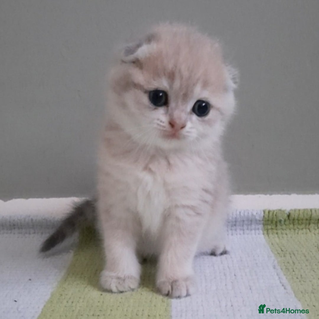 Scottish Fold cats for sale: TICA Reg: Scottish Fold Neutered Girl Kittens - Advert 21