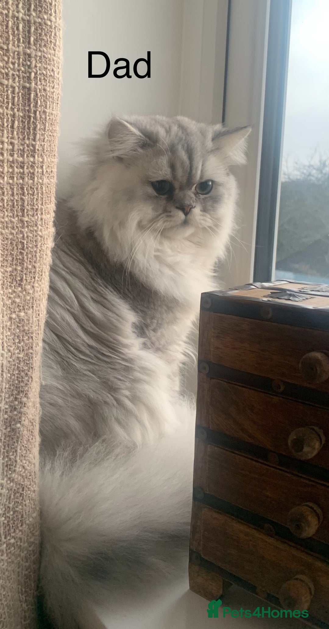 Persian cats for sale: 7 x beautiful persian kittens ready Thursday 14/08 - Image 5