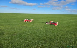 Chow Chow dogs for sale: Outstanding 3 beautiful chow pups - Image 13