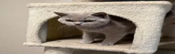 British Shorthair cats for sale: Stunning Lilac & Cream Tortie British Shorthair - Advert 4