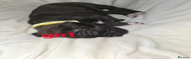 Yellow collar