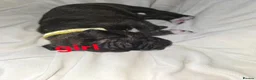 Mixed Breed dogs for sale: Cane corso border collie puppies  in Torpoint - Advert 9