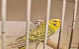 Budgerigars birds for sale: 100£ German Fallow - Image 6