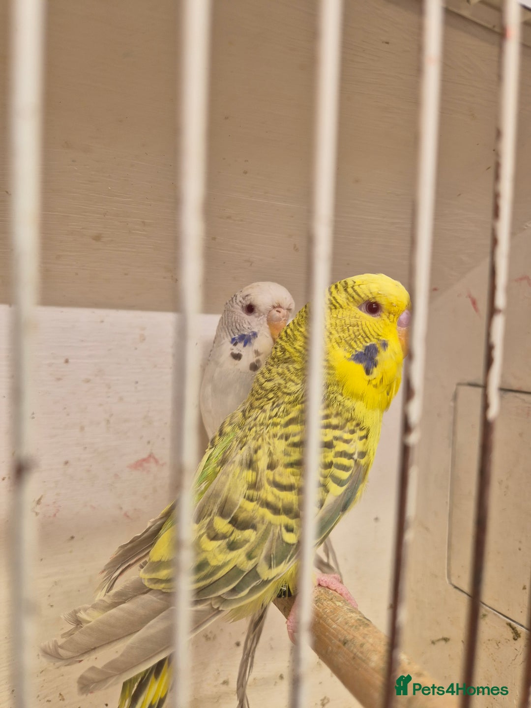 Budgerigars birds for sale: 100£ German Fallow - Image 6