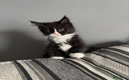 Maine Coon cats for sale: Maine coon and maine coon cross kittens ready.  - Image 5