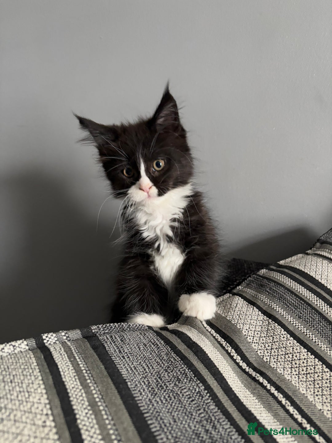 Maine Coon cats for sale: Maine coon and maine coon cross kittens ready.  - Image 5