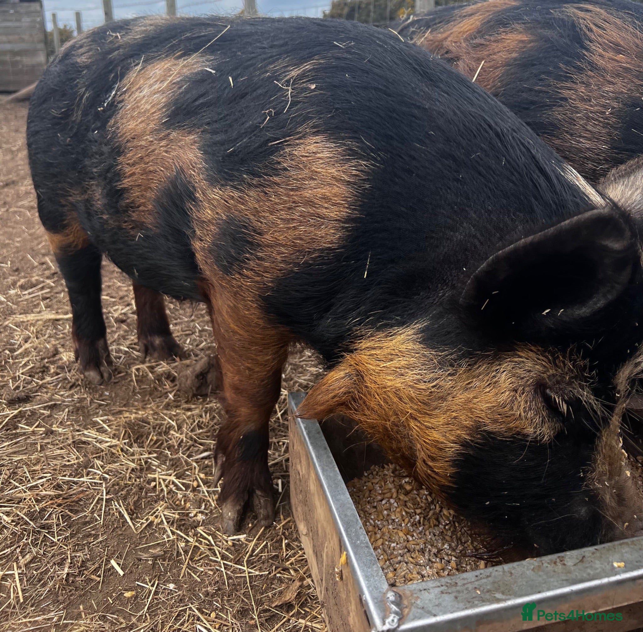 Pig livestock Intact Kune Kune/Juliana boars - Advert 1