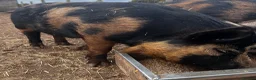 Pig livestock for sale: Intact Kune Kune/Juliana boars - Advert 9