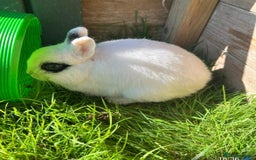 Netherland Dwarf rabbits for sale: Super friendly, super cuddly  Netherland Dwarf boy - Image 9