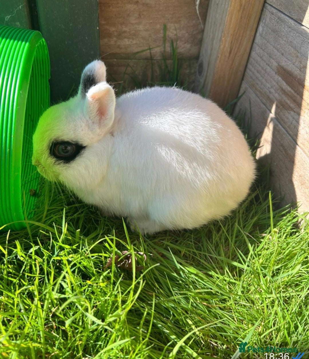 Netherland Dwarf rabbits for sale: Super friendly, super cuddly  Netherland Dwarf boy - Image 9