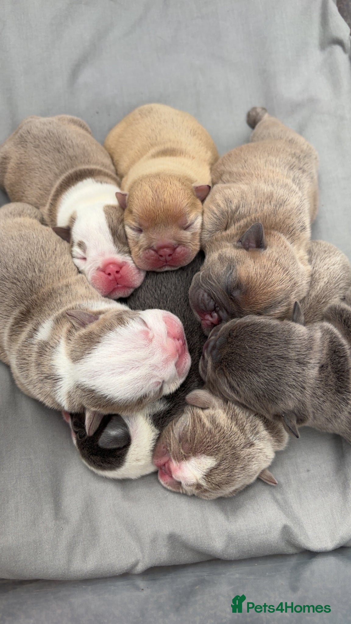 English Bulldog dogs English bulldogs  - Advert 1