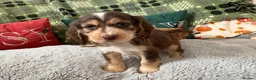 Cockapoo dogs for sale: Cockapoo ready to leave - Advert 27
