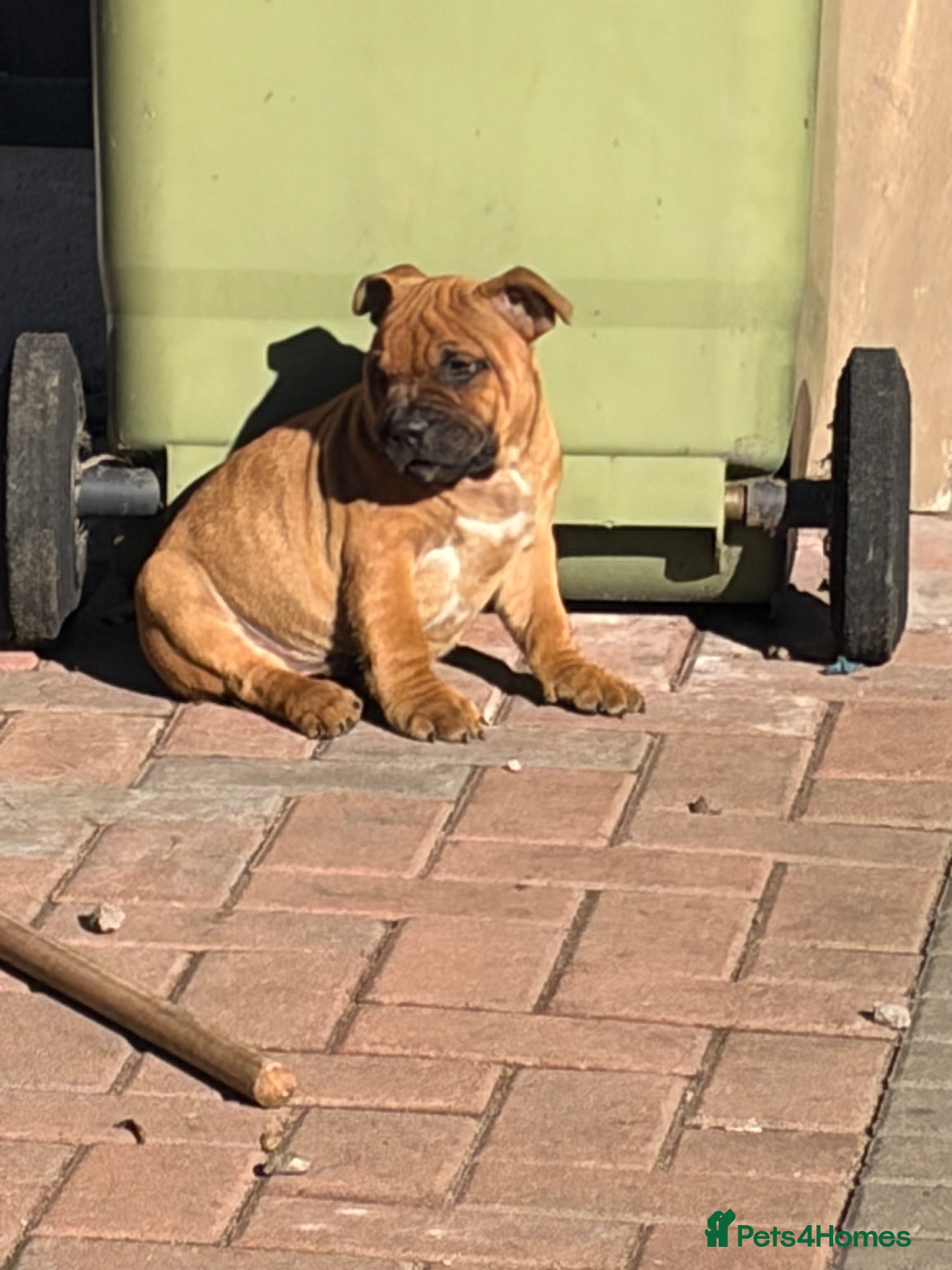 Staffordshire Bull Terrier dogs last boy ready now champion lines  boys  - Advert 2