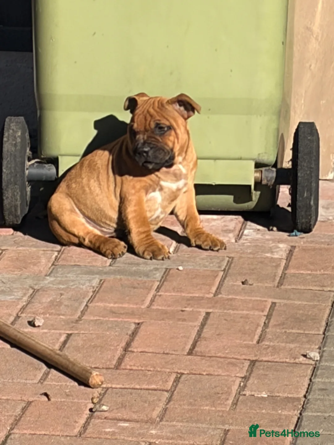 Staffordshire Bull Terrier dogs for sale: last boy ready now champion lines  boys  - Advert 2