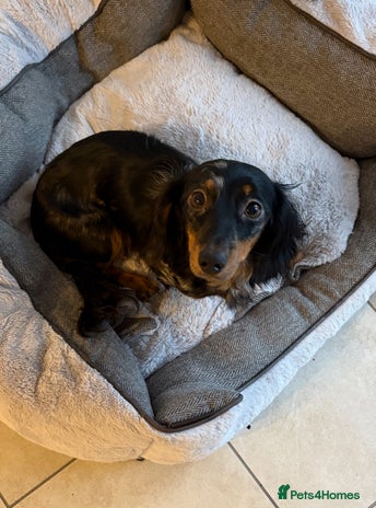 Dachshund dogs - Advert 1