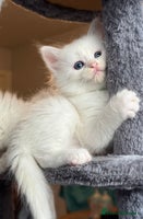 Ragdoll cats - Advert 6