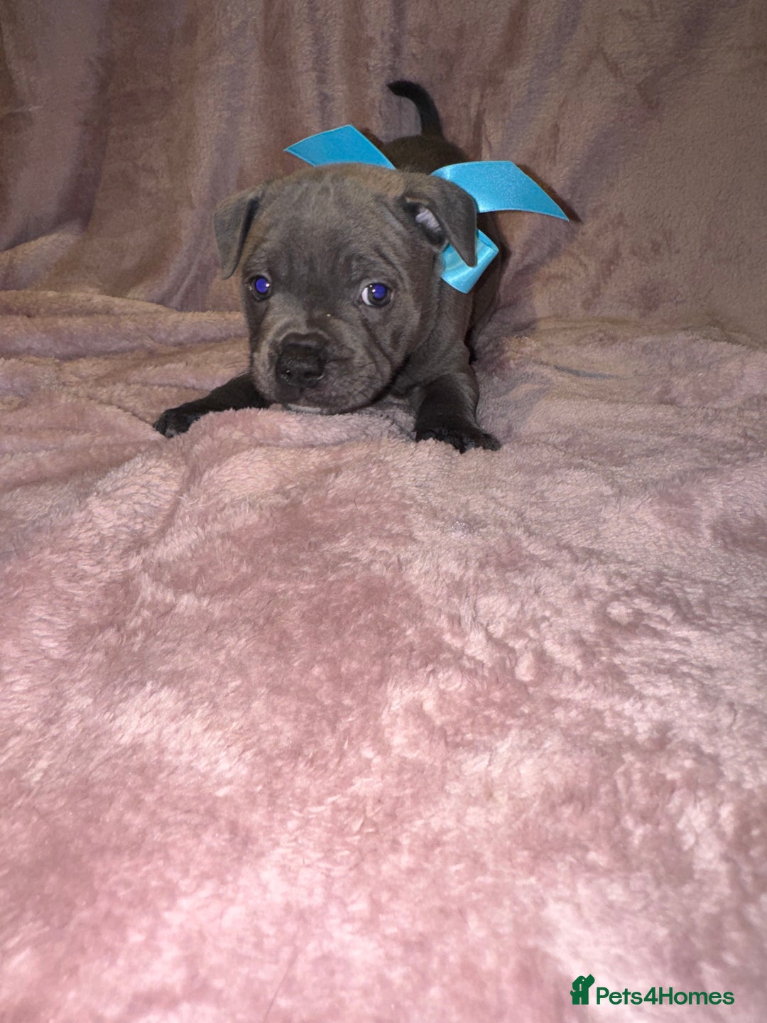 Staffordshire Bull Terrier dogs for sale: KC reg. Staffordshire bull terrier puppies - Advert 18