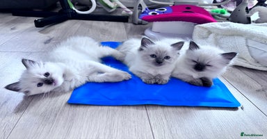 Ragdoll cats - Advert 13