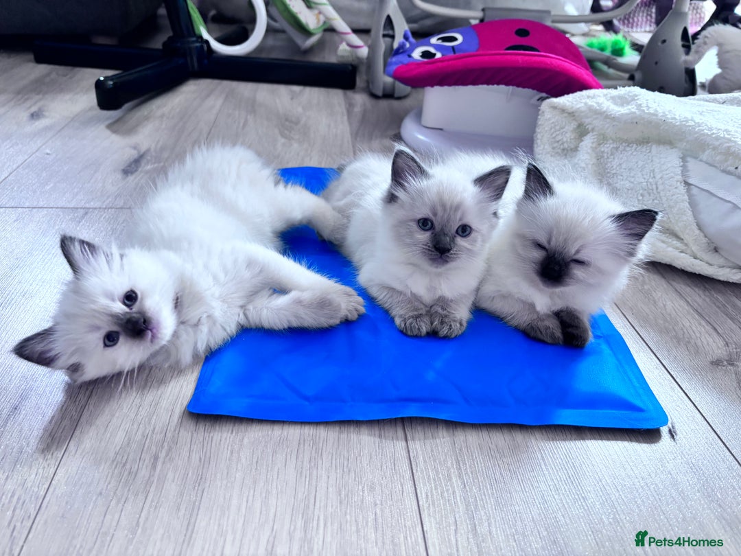 Ragdoll cats for sale: 5 Stunning Ragdoll Kittens  - Image 1