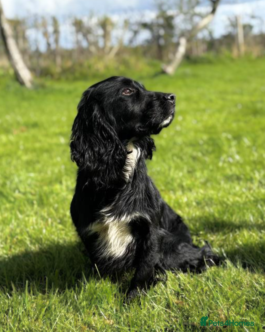 Cocker Spaniel dogs for sale: Beautiful KC Working Cockers looking for homes - Advert 11