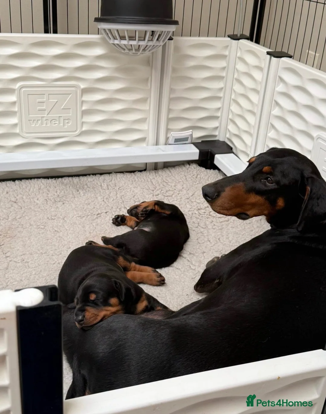 Dobermann dogs for sale: Quality European Doberman - Health Tested & Titled - Advert 11