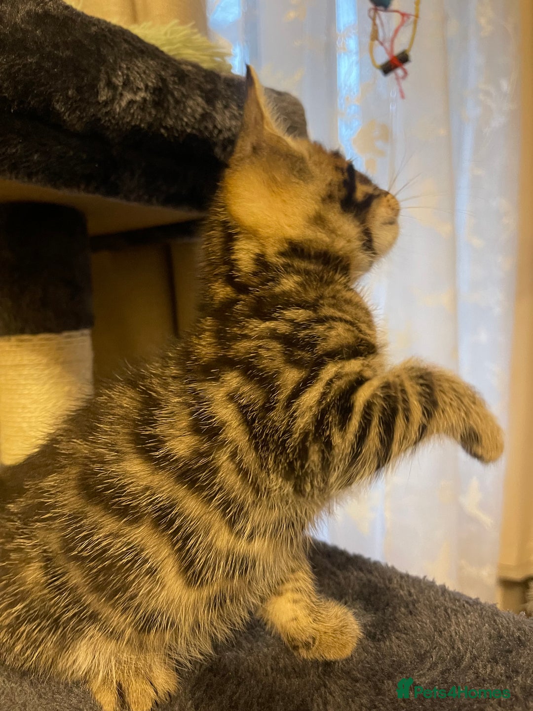 Mixed Breed cats for sale: Bengal mixed kitten  - Advert 14