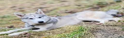 Shepsky dogs for sale: Shepsky puppies  in Manchester - Advert 18