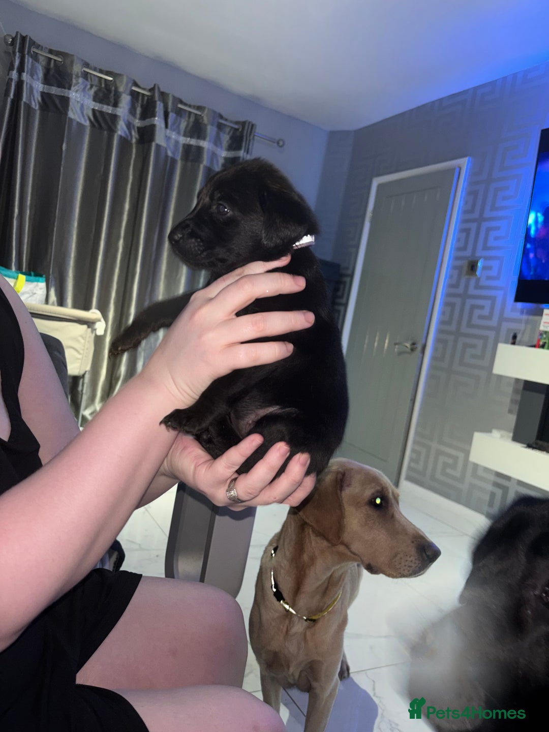 Labrador Retriever dogs for sale: 3 black labs  - Advert 1