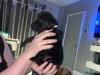 Labrador Retriever dogs 3 black labs - Advert 4