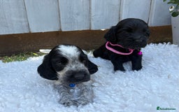 Cocker Spaniel dogs for sale: show type cocker spaniels puppies * ready now  - Image 7