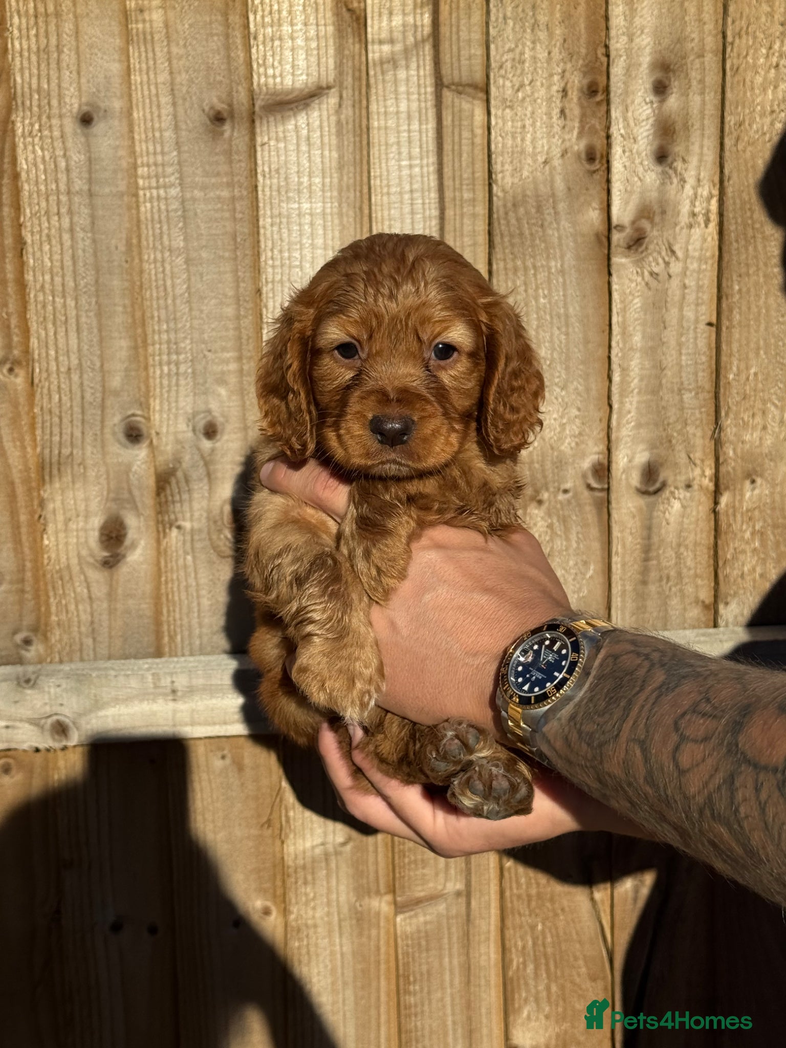 Cocker Spaniel dogs Cocker spaniel puppies - Advert 7