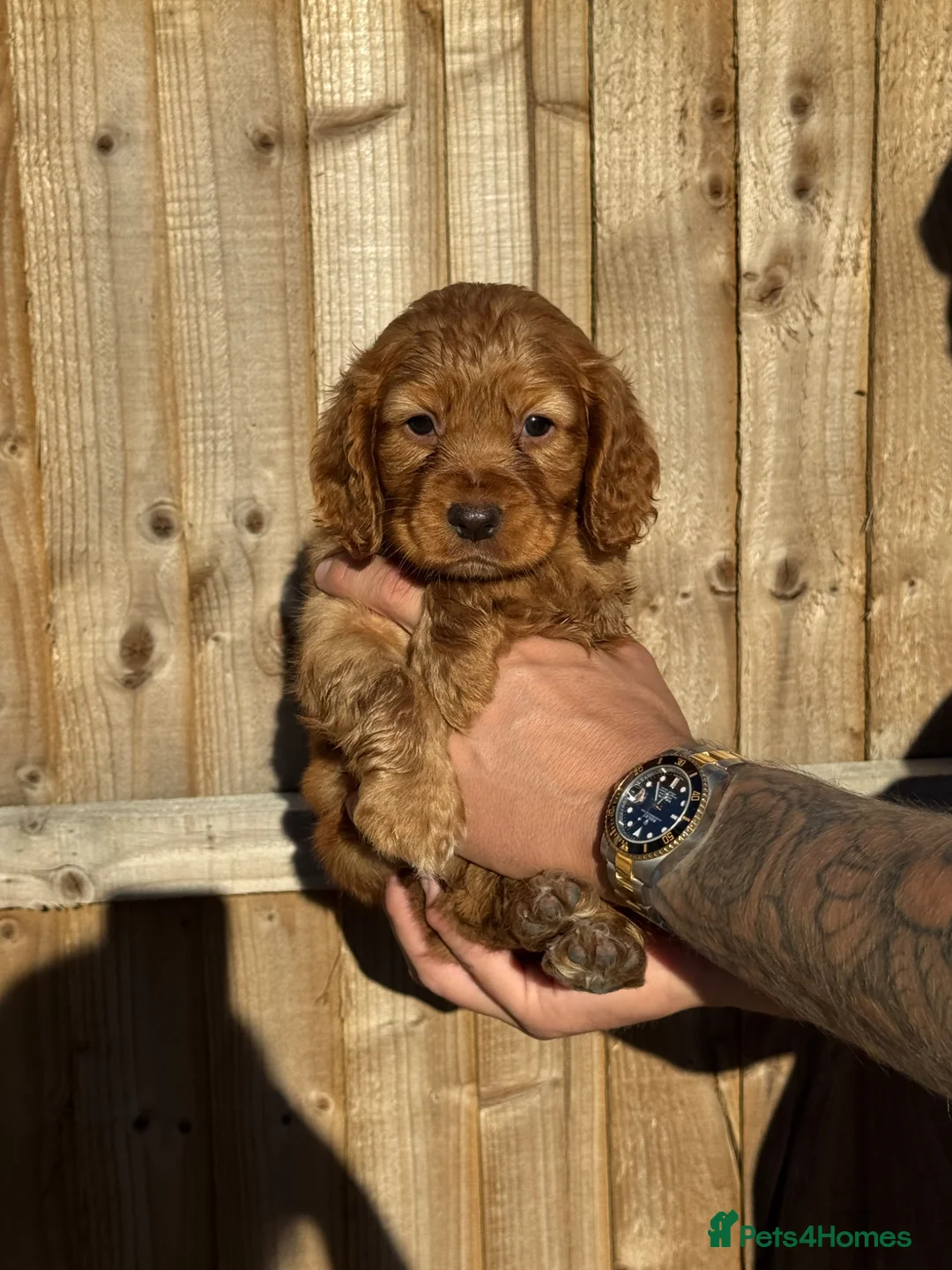 Cocker Spaniel dogs for sale: Cocker spaniel puppies - Advert 1