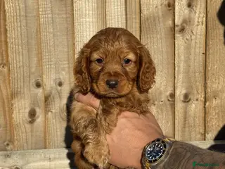 Cocker Spaniel dogs Cocker spaniel puppies - Advert 1