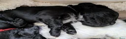 Cocker Spaniel dogs for sale: 🐾🐶Beautiful black show type cocker spaniels 🐾🐶 in Alton - Advert 10