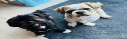 Shih Tzu dogs for sale: Shi tzu puppy’s  - Advert 2