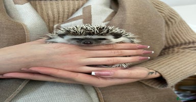 Pygmy Hedgehog rodents - Advert 6