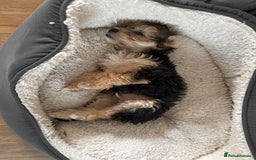 Morkie dogs for sale: Beautiful morkie looking for his new home  - Image 4