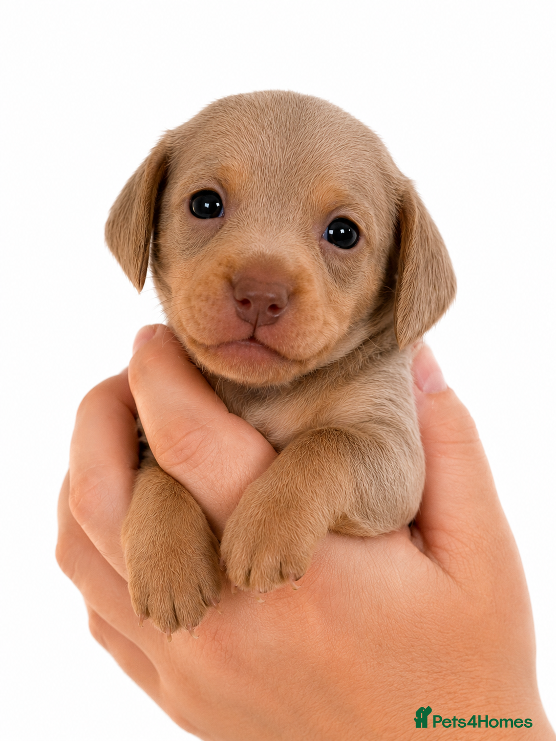 Chiweenie dogs 🐾 Beautiful Chiweenie puppies ready 04/09 - Advert 1