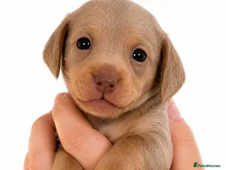 Chiweenie dogs 🐾 Beautiful Chiweenie puppies ready 04/09 - Advert 1