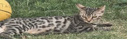 Bengal cats for sale: 2 Bengals Kittens Left ✨ in Southam - Advert 7