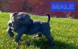 Staffordshire Bull Terrier dogs for sale: CHUNKY blue Staffordshire bull terror puppys - Image 7