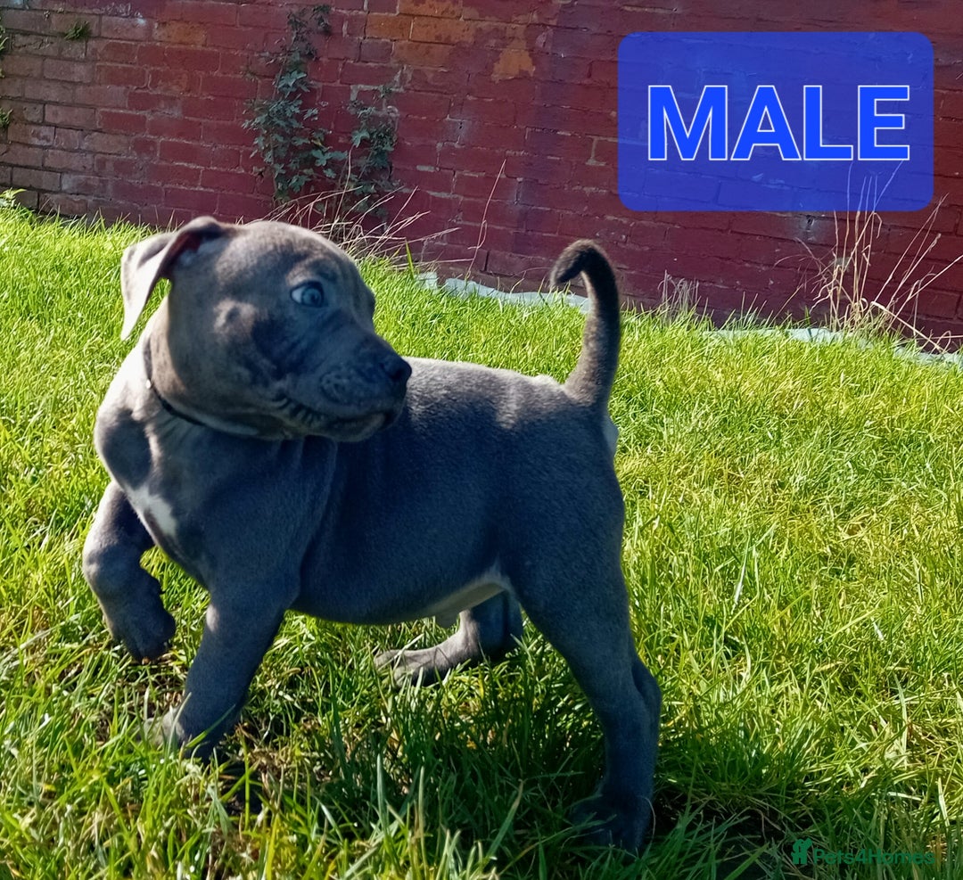 Staffordshire Bull Terrier dogs for sale: CHUNKY blue Staffordshire bull terror puppys - Image 7