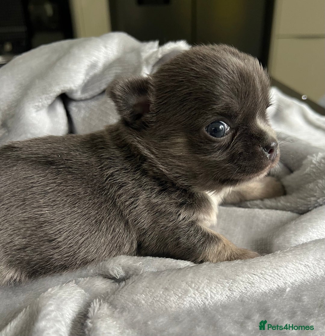 Chihuahua dogs for sale: Stunning top quality long haired Chihuahuas - Advert 7