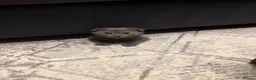 Scottish Fold cats for sale: 🐾4 Beautiful Scottish Fold Kittens🐾 - Advert 20