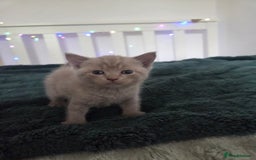 British Shorthair cats for sale: Britishshorthair/ragdoll - Image 4