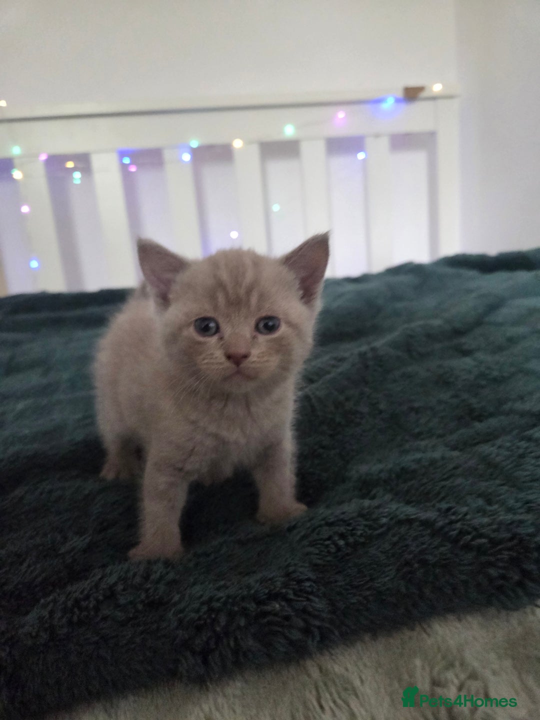 British Shorthair cats for sale: Britishshorthair/ragdoll - Image 4