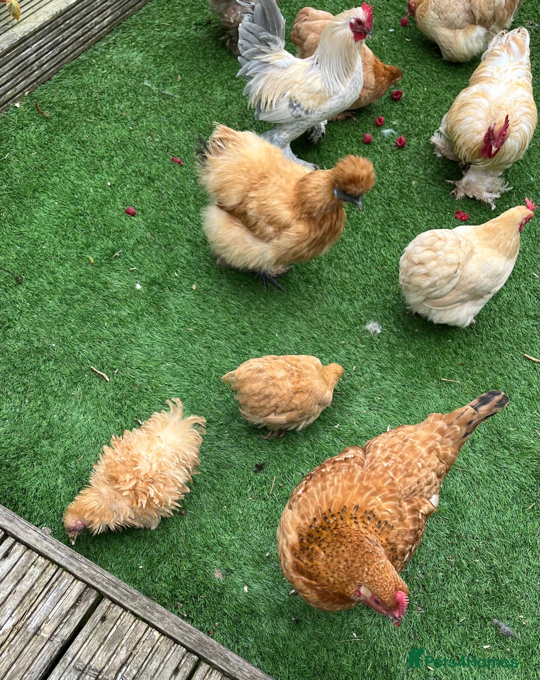 Chickens poultry for sale: 💕Bantam Pekins for sale 2025 birds 💕 - Image 10