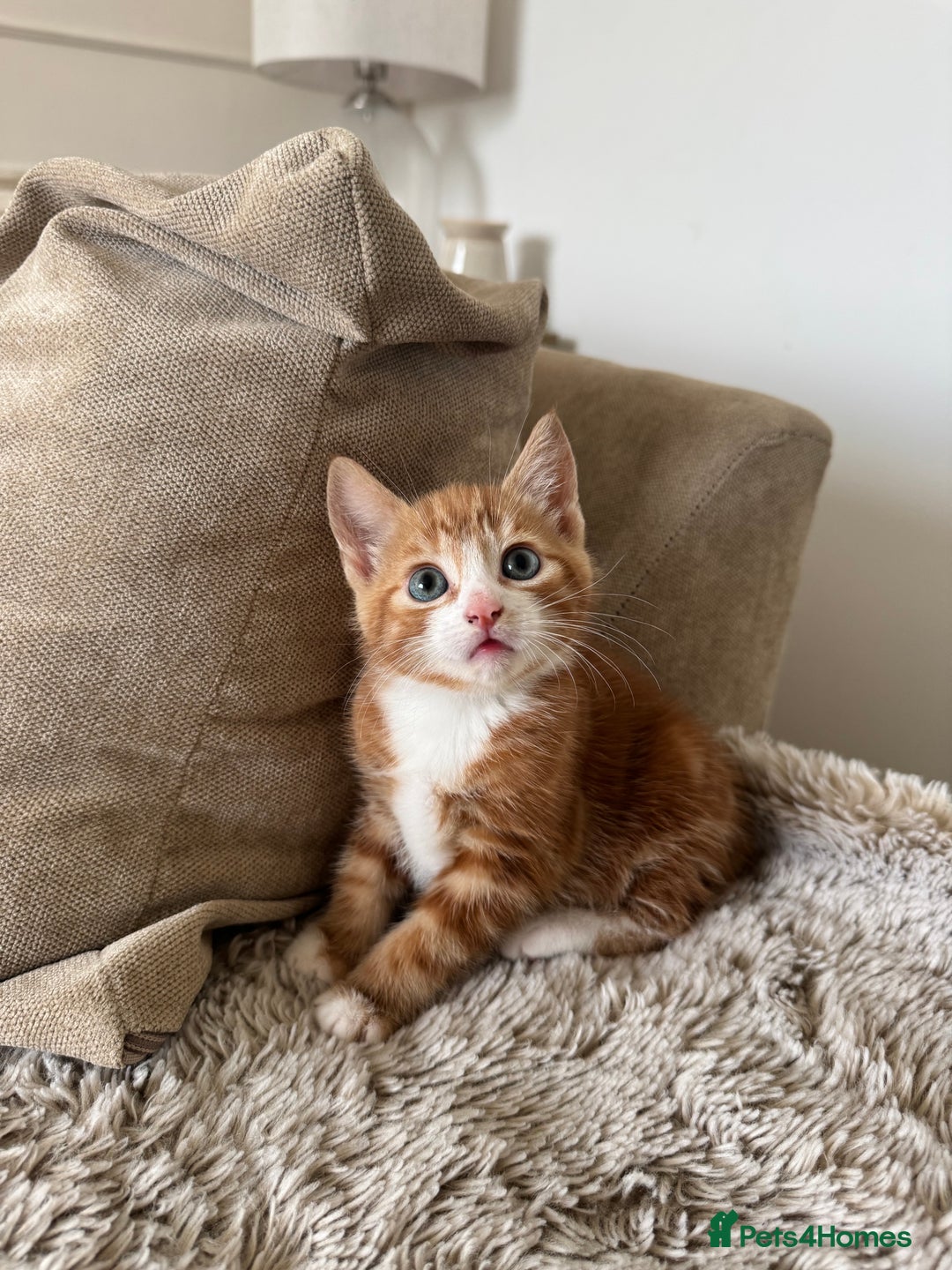 Mixed Breed cats for sale: 3 kittens for sale - Image 7