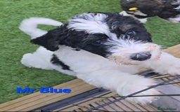 Sheepadoodle dogs for sale: Gorgeous Sheepadoodle litter - Advert 9